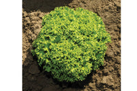 Ilema – Organic Lettuce Seed