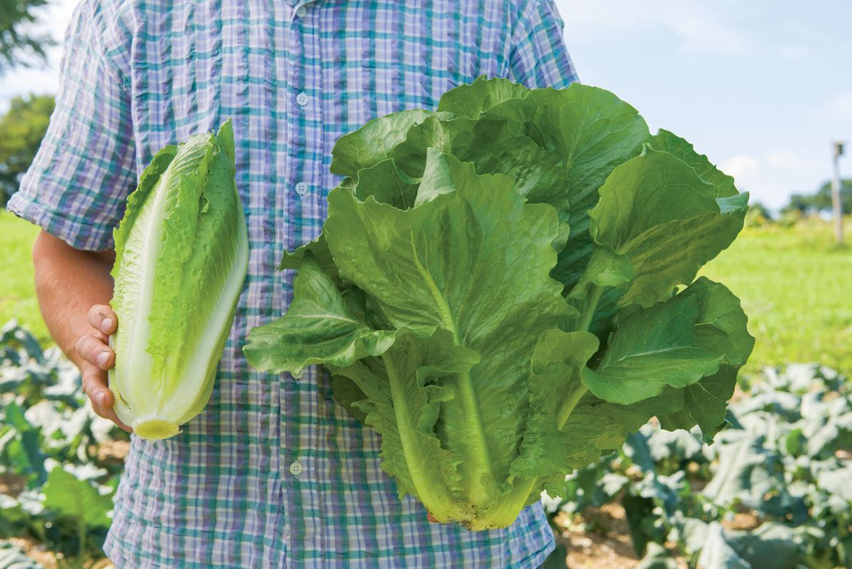 Sparx – Lettuce Seed