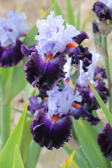 Purple Reign Bearded Iris