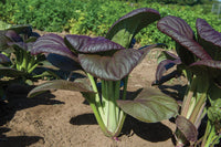 Rosie – Bok Choy Seeds