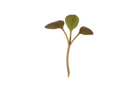 Pac Choi, Rosie – Microgreen Seed