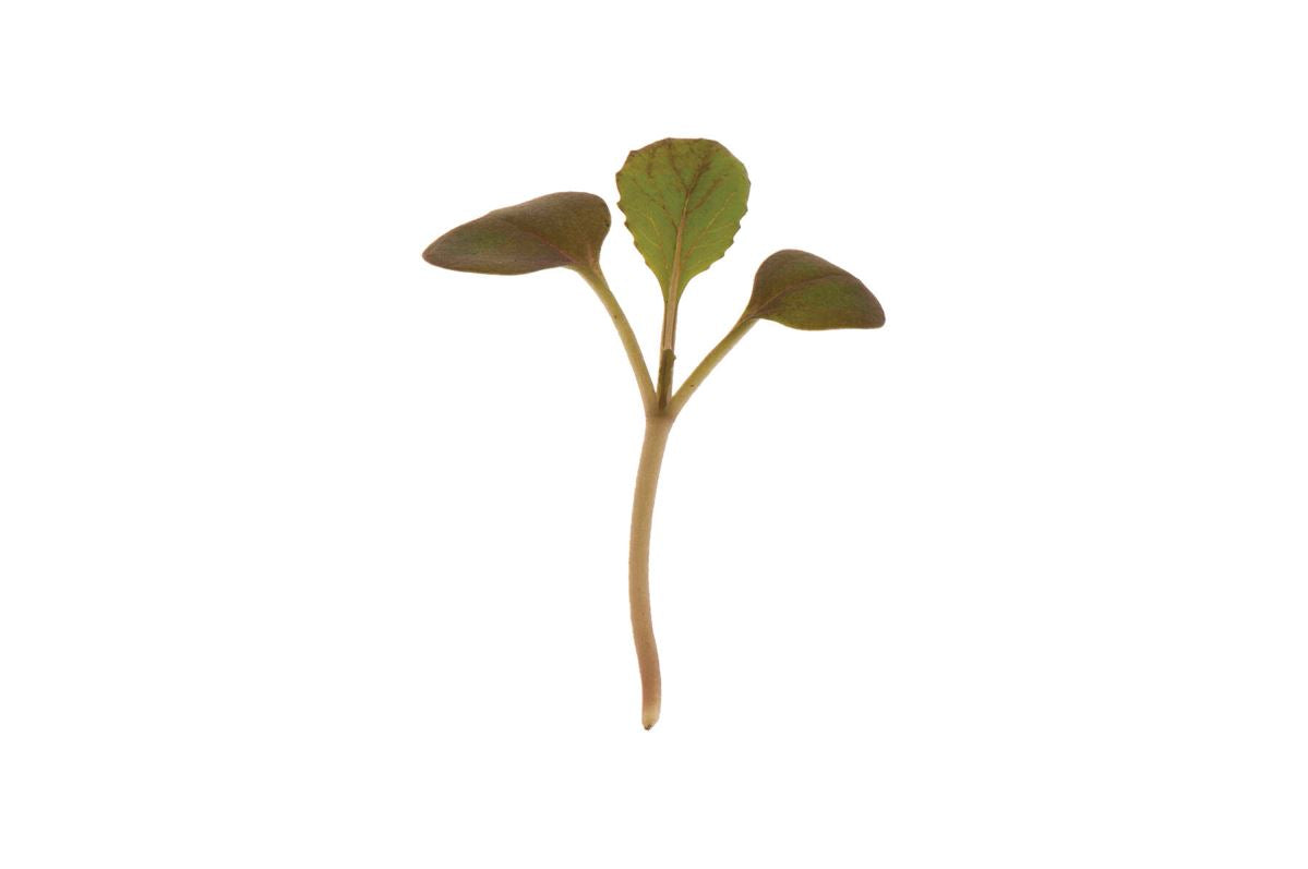 Pac Choi, Rosie – Microgreen Seed