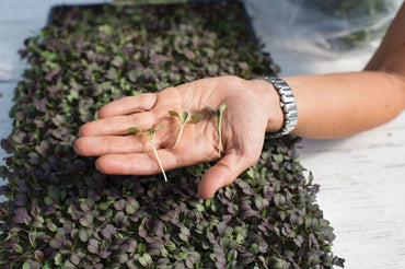 Pac Choi, Rosie – Microgreen Seed