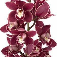 Cymbidium Orchid Seeds - Heirloom Non-GMO Planting Flower Seeds