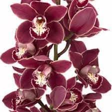 Cymbidium Orchid Seeds - Heirloom Non-GMO Planting Flower Seeds