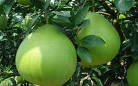 Pomelo Fruit Seeds for Planting – 100 pcs