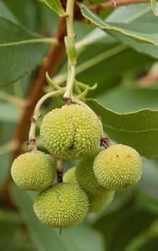 Arbutus unedo Strawberry Fruit Seeds for Planting - Green Color Variety, Ideal for Home Garden Seeds