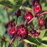 Passion Fruit Seeds - Grow Tangy and Refreshing Passion Fruit at Home 100 pcs