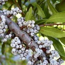 Wax myrtle southern Fruit Seeds