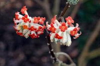Red Edgeworthia Flower Seeds for Planting - 100 pcs