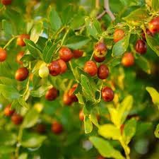 Jujuba Fruit Seeds - A Sweet and Nutritious Fruit for Your Garden 100 pcs