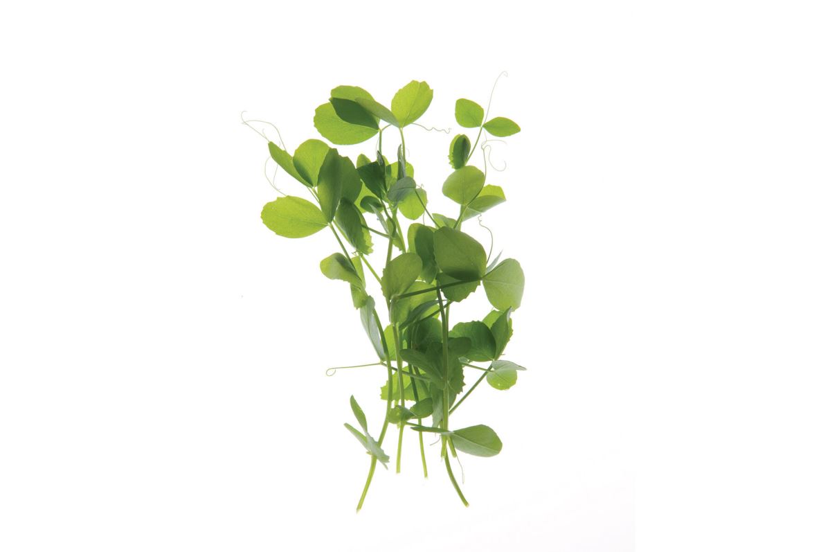 Field Pea – Shoot Seed