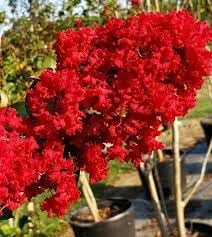 Lagerstroemia Flower Seeds – Heirloom Non-GMO Crape Myrtle Seeds for Colorful Garden Blossoms