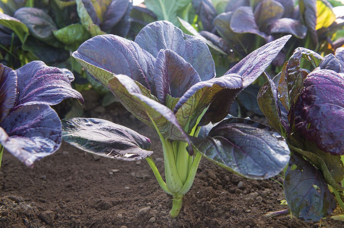 Red Pac – Bok Choy Seeds