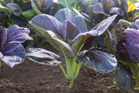 Red Pac – Bok Choy Seeds