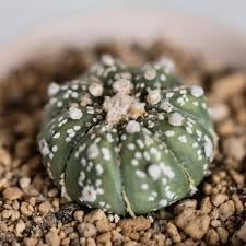 Astrophytum Plant Seeds – Heirloom, Non-GMO, Star Cactus Variety for Decorative Garden Planting