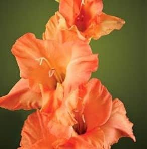 Heirloom Peach Gladiolus Flower Seeds for Planting – Non-GMO, Elegant Summer Garden Blooms