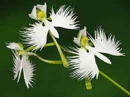 Heirloom Dove Orchid Flower Seeds, Non-GMO, Exotic White Blooms for Indoor or Garden Display for planting in home garden