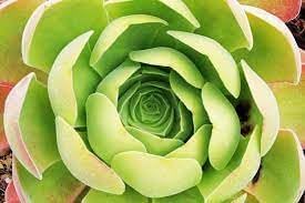 Heirloom Canary Aeonium Flower Seeds, Non-GMO Succulent Rosette Blooms for Drought-Tolerant Garden Planting