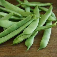 Bean Seeds for Gardening, 100 pcs
