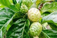 Morinda Citrifolia Fruit Seeds for Cultivation – 5 Seeds 100 pcs