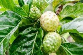 Morinda citrifolia noni Fruit Seeds
