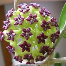 Carnosa Flower Seeds for Planting, Unique Texture, 100 for planting in home garden