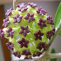 Carnosa Flower Seeds for Planting, Unique Texture, 100 for planting in home garden