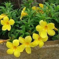 Heirloom Non-GMO Allamanda Flower Seeds for Tropical Garden Planting