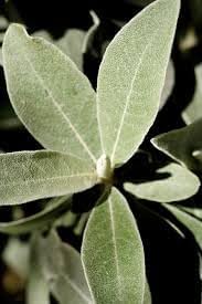 Silverberry plant seeds