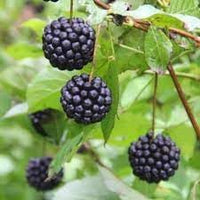 Siberian Fruit Seed Set for Hardy, Unique Fruit Varieties 100 pcs