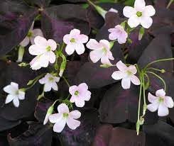 Oxalis Shamrock Plant Seeds – Heirloom, Non-GMO Seeds for Planting Lush Green Garden Foliage
