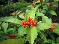Sarcandra Glabra Plant Seeds Heirloom Non GMO Planting - 100