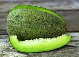 Bateekh Samara Melon Fruit Seeds for Sweet and Refreshing Melon Varieties 100 pcs