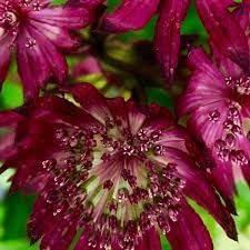 Organic Astrantia Flower Seeds for Planting – Heirloom, Non-GMO - Astrantia for planting in home garden