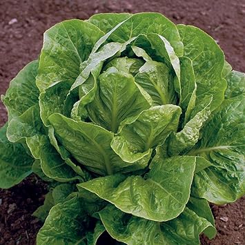 Jericho Lettuce Seeds for Planting - 100 pcs