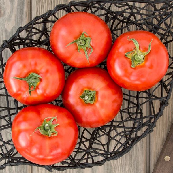 Caiman – Organic Tomato Seed