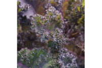 Scarlet – Kale Seed