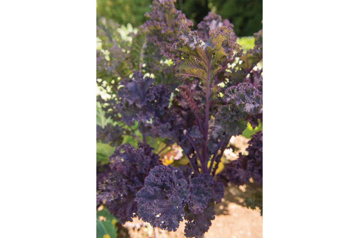 Scarlet – Kale Seed