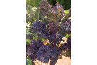 Scarlet – Kale Seed