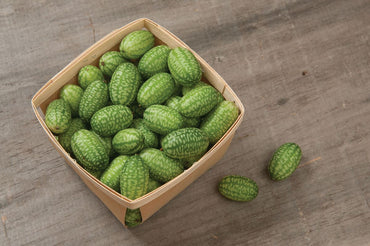 Mexican Sour Gherkin – Cucumber Seed