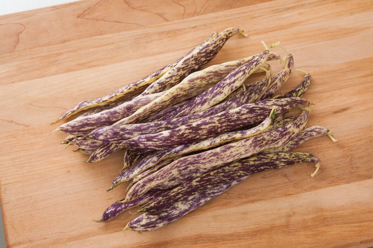 Dragon’s Tongue – Bean Seed