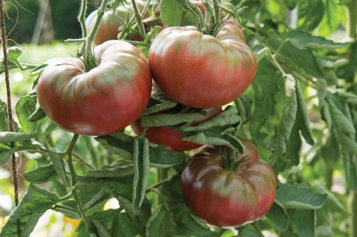 Marnero – Tomato Seed