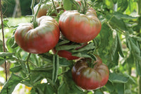 Marnero – Tomato Seed