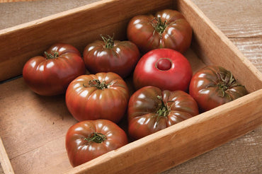 Marnero – Tomato Seed
