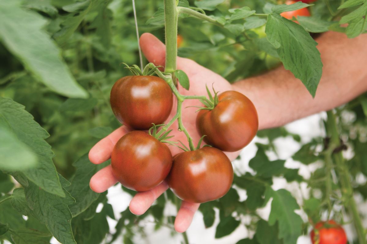 Kakao – Tomato Seed