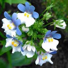 Heirloom Nemesia Strumosa Flower Seeds, Non-GMO Bright Annual Blooms for Colorful Garden Planting