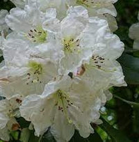 Organic Heirloom Rhododendron Plant Seeds – Non-GMO Ornamental Shrub Seeds for Planting