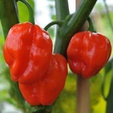 Orange Numex Suave Pepper Capsicum annuum seeds for garden planting