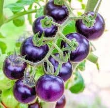 Purple Tomato Solanum lycopersicum seeds for garden planting